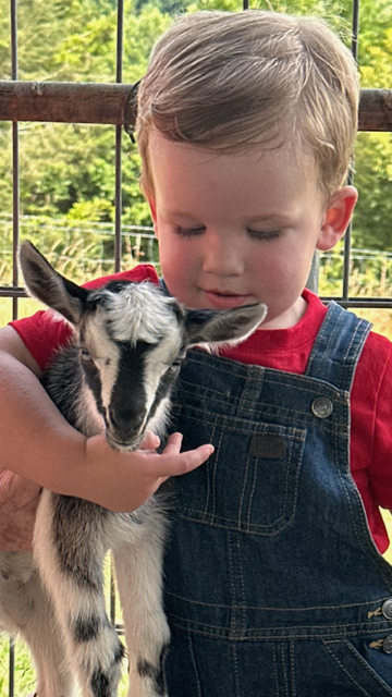 Baby Goat