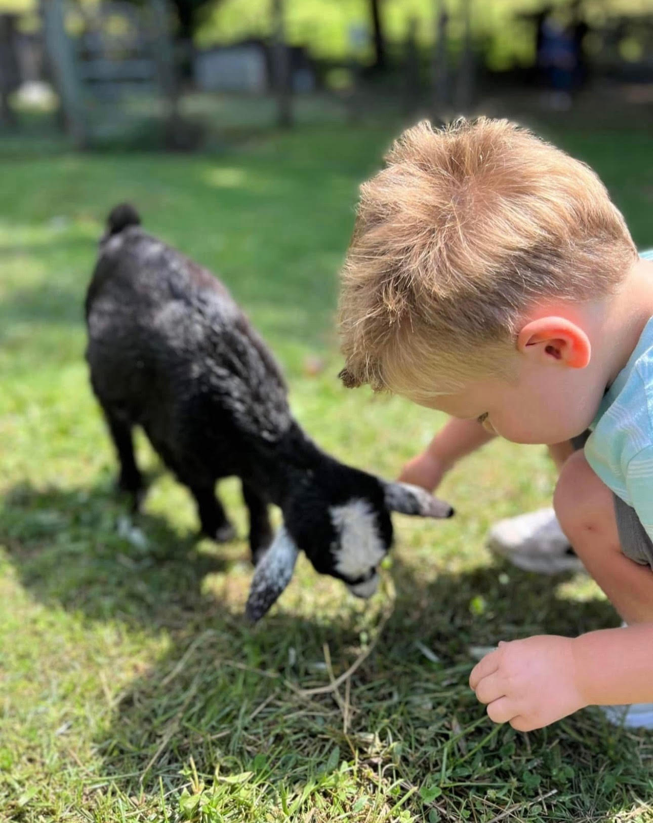 Baby Goat
