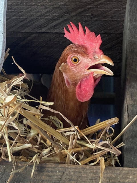 Chicken