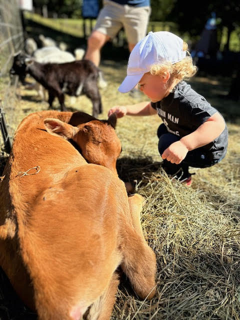 Petting Zoo