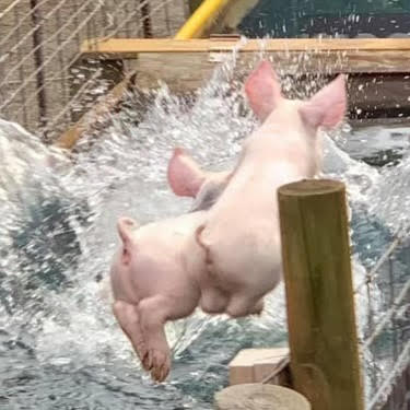 Pigs
