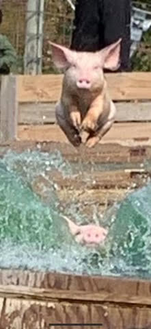 Pigs